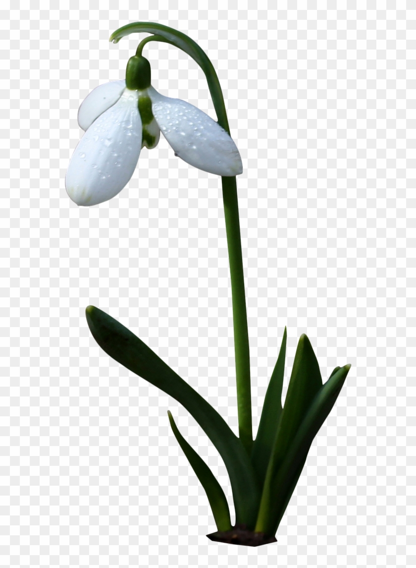 Bell White,flower,white Flower,spring,wild Flower,bells,png - Flori De Primavara Png Clipart #127903