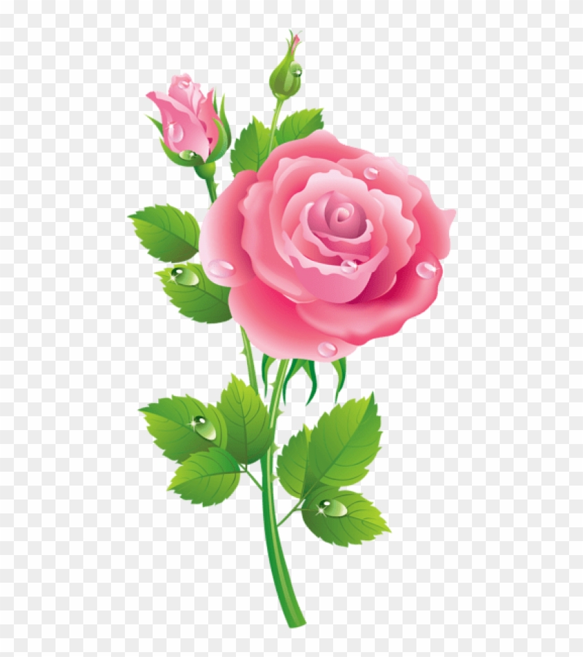 Free Png Download Rose Pink Transparent Png Images Gud Morning