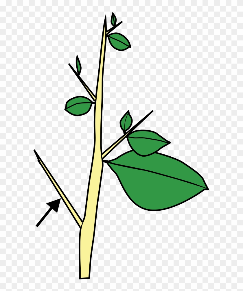 Stem Morphology Type Thorn - Carissa Thorn Stem Modification Clipart #129218