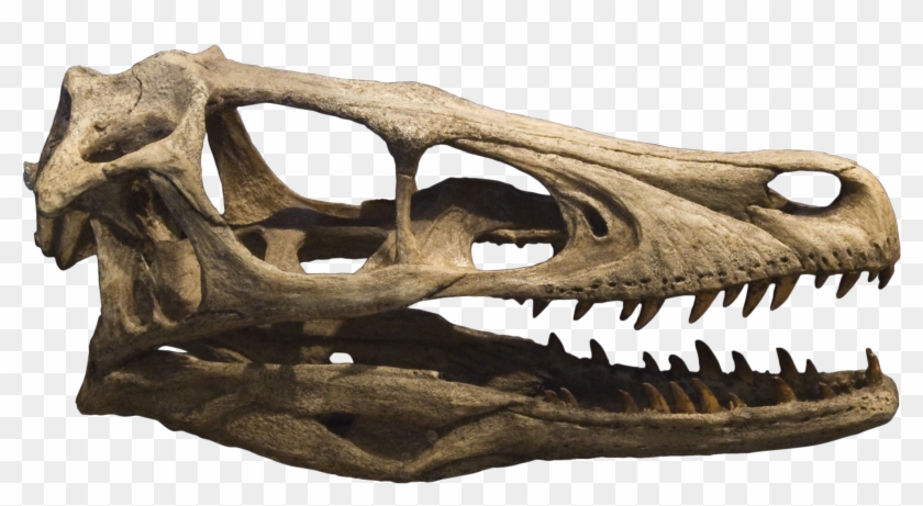 Velociraptor Skull Clipart #129319