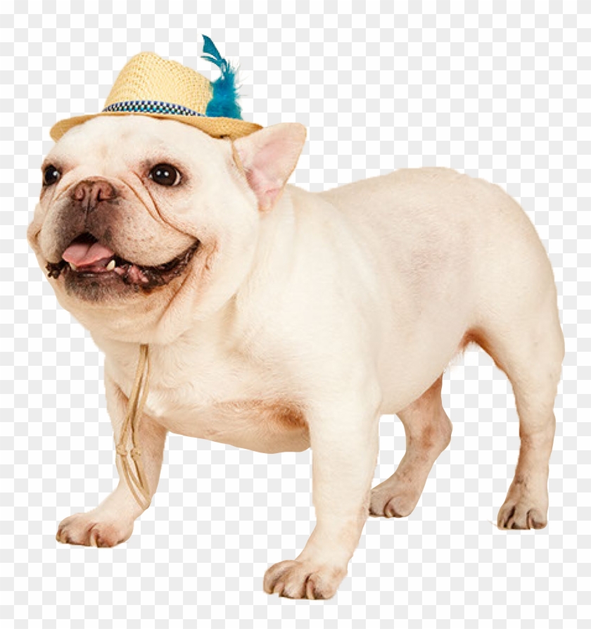 Cowdog - Toy Bulldog Clipart #129339