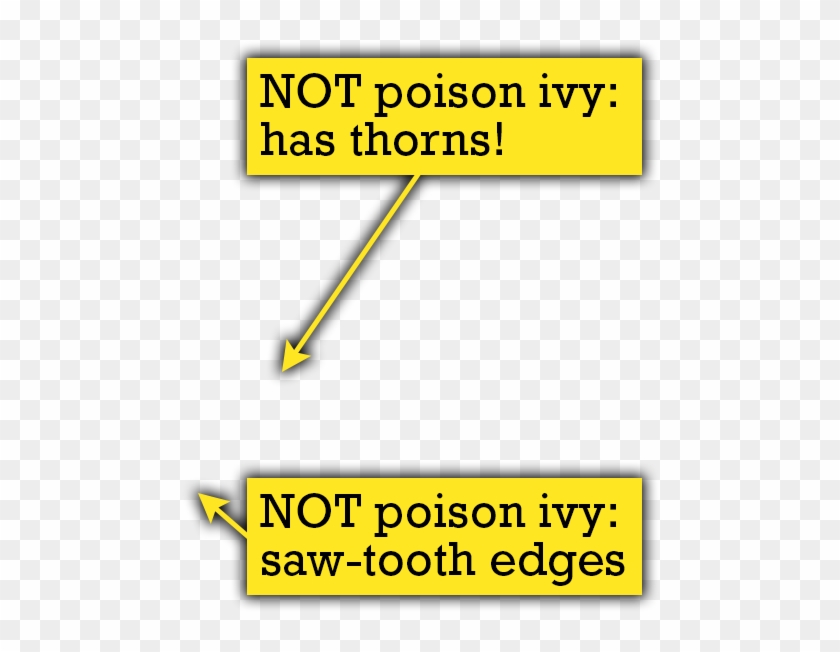 Quiz Thorns - Thick Thorny Vine Png Clipart #129840