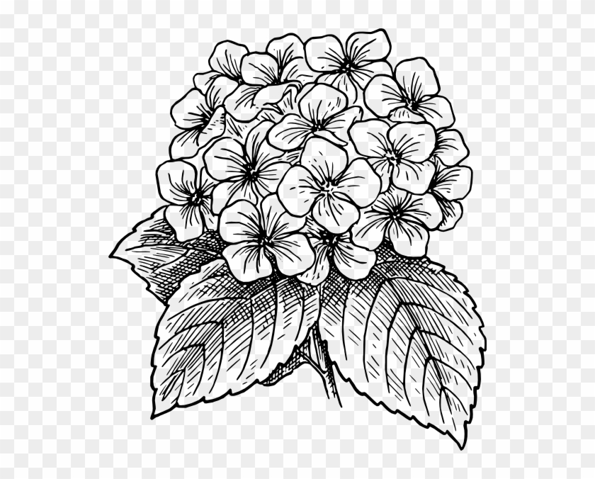 Vector Flower Images Art Pinterest Drawings - Hydrangea Flower Drawing Clipart #129921