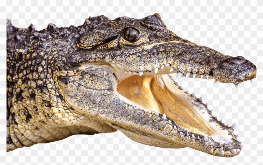 Crocodile Head Left - Crocodile Head Png Big Clipart #1200407