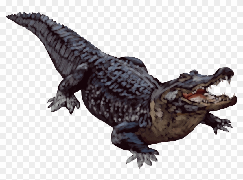 Alligator Transparent Background - American Alligator White Background Clipart #1200417