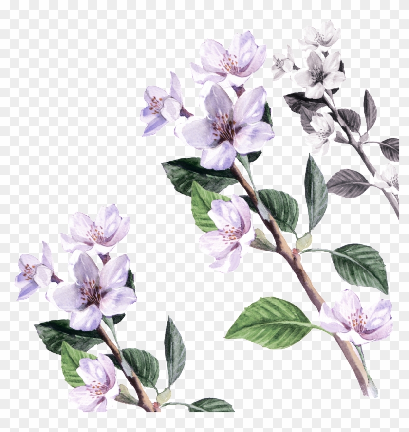 Flower Cartoon Transparent About Flowers,floral Vintage - Clematis Clipart