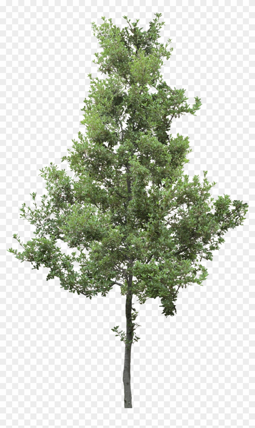 #tree #branches #leaves #palm Tree #autumn Tree #tree - Mexican Pinyon Clipart #1202756