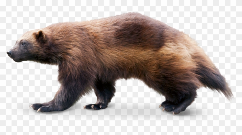 Tierpark Hellabrunn For Up To Six Months - Wolverine Animal Png Clipart #1202787