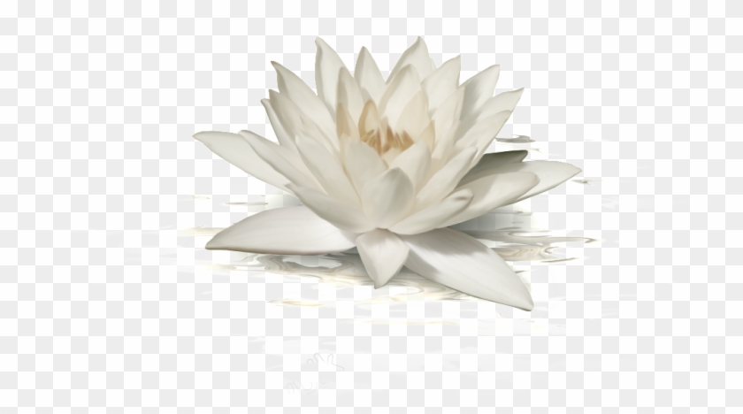 1024 X 522 1 - Sacred Lotus Clipart #1203055