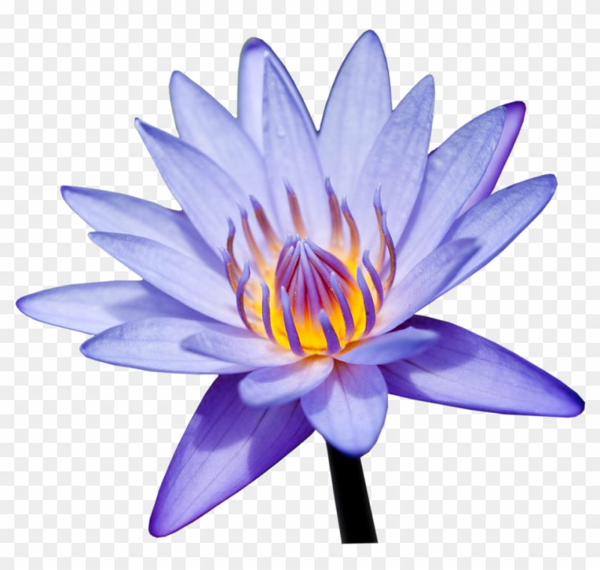 Sacred Lotus , Png Download Clipart