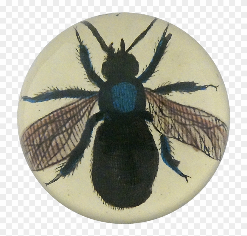 Net-winged Insects Clipart #1203637