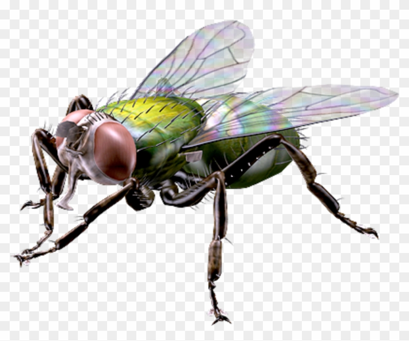 Big Houseflyfreetoedit - House Fly Clipart