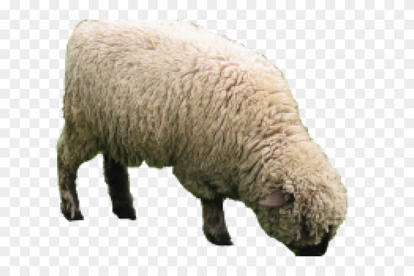 Sheep Png Transparent Images - Sheep Png Clipart #1203776