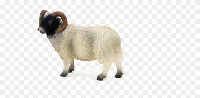 Sheep Clipart