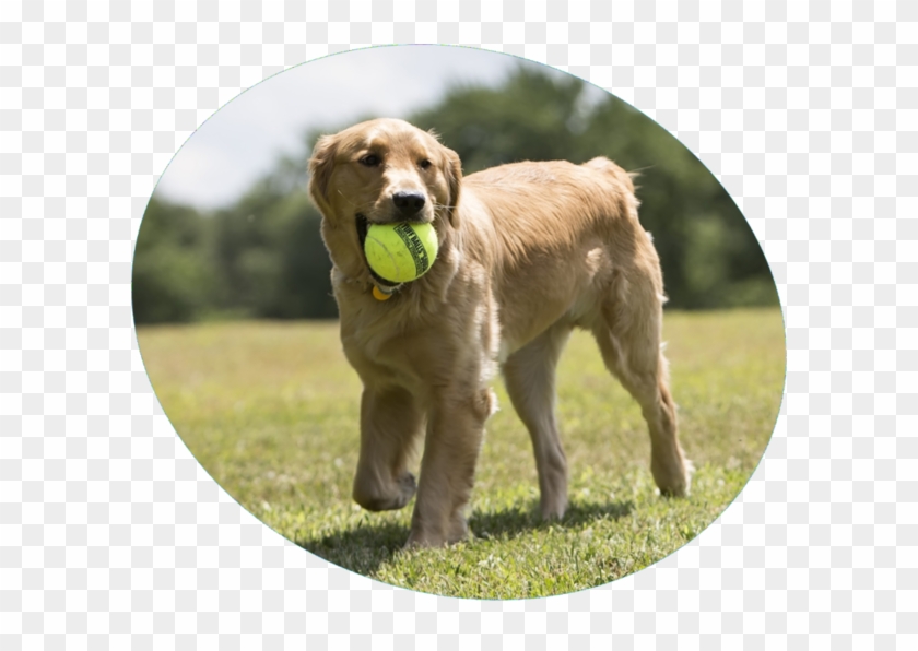 Dog Catches Something Clipart