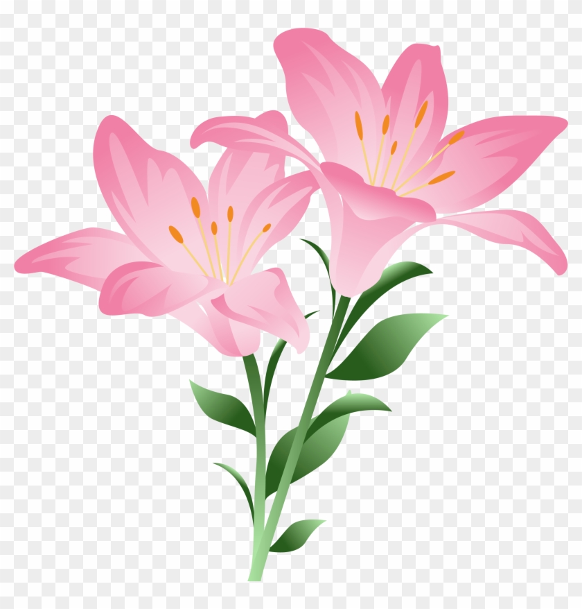 Pink Lilium Png Clipart Picture - Pink Lily Clip Art Transparent Png