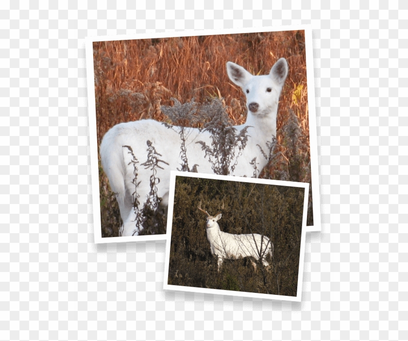 The Future Of The Deer, As Well As The Rest Of The - White Deer Clipart