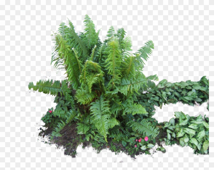 Download Ferns Latest - Fern Png Clipart #1205077