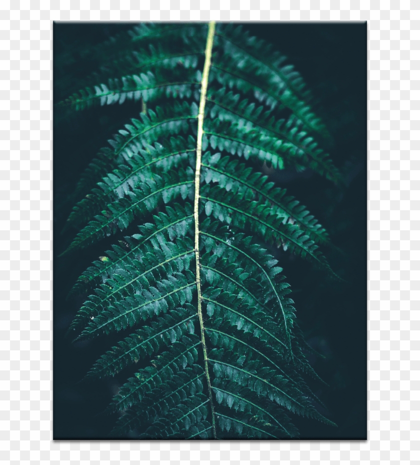 Blue Fern - Ostrich Fern Clipart #1205165