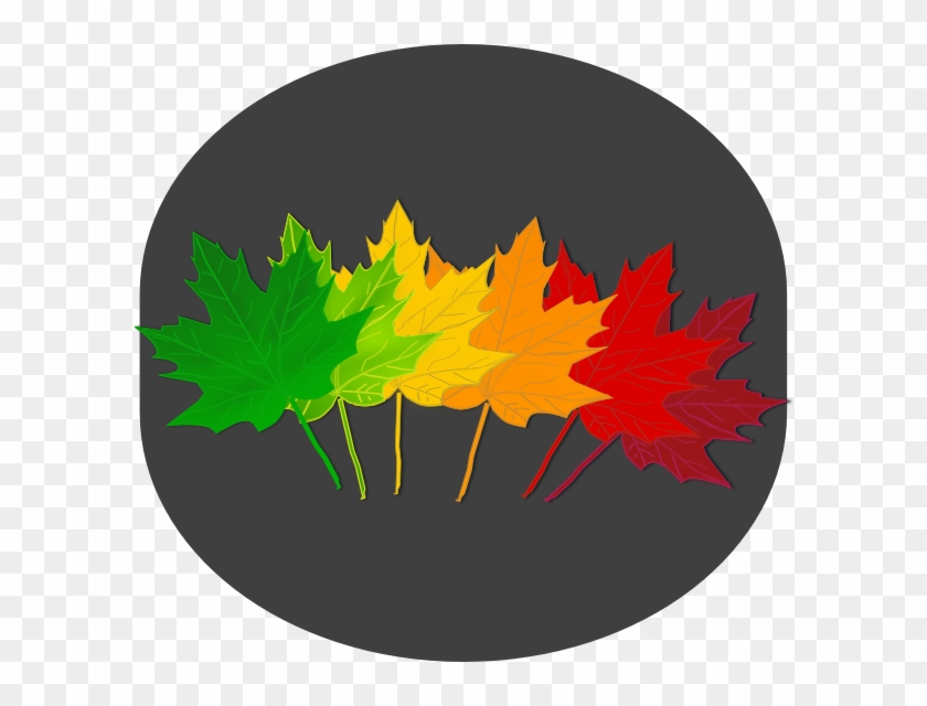 Maple Shades Clipart Png , Png Download - Maple Transparent Png #1205166