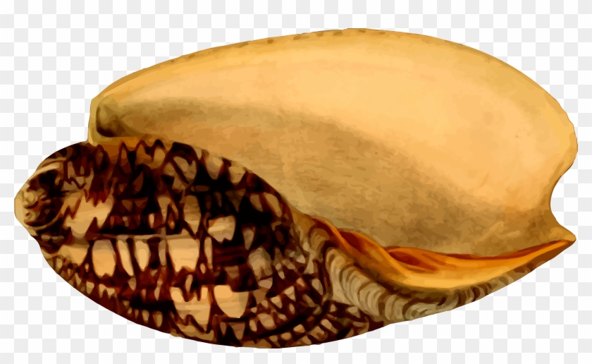 This Free Icons Png Design Of Sea Shell 24 Clipart