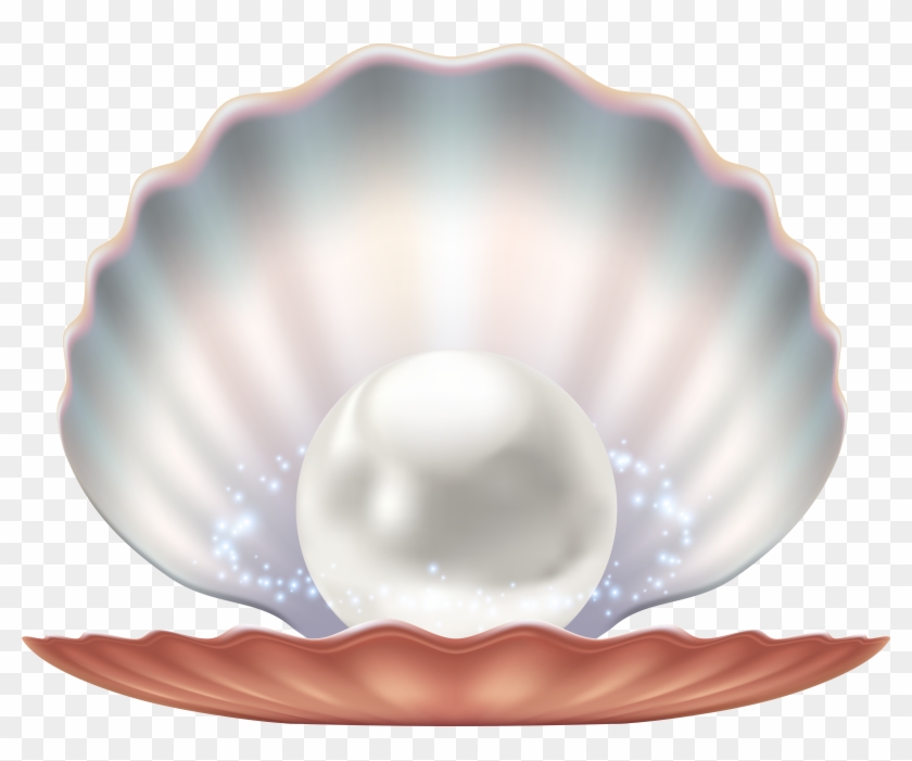 Seashell Png Clipart (#1205305) - PikPng