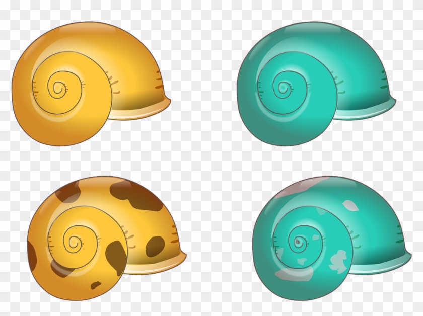 Shell,shiny - Snail Clipart
