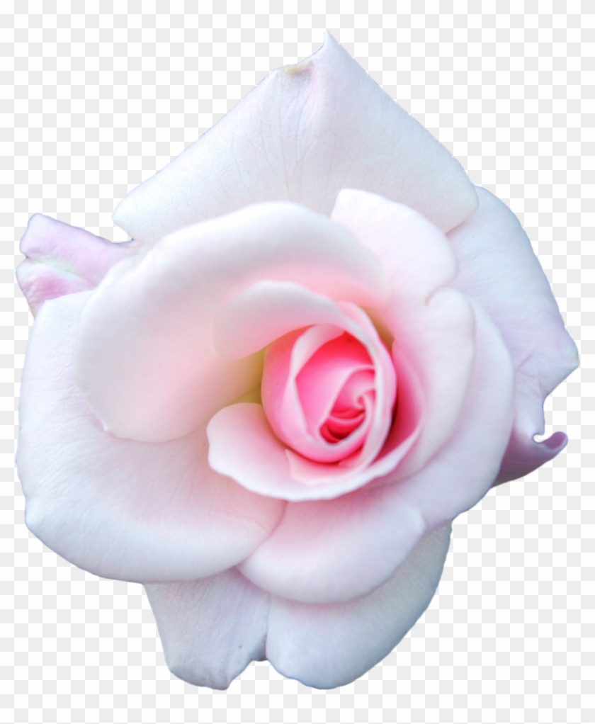 Garden Roses Clipart #1205522
