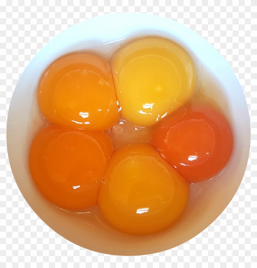 Are Fresh Eggs Really Clipart #1205611