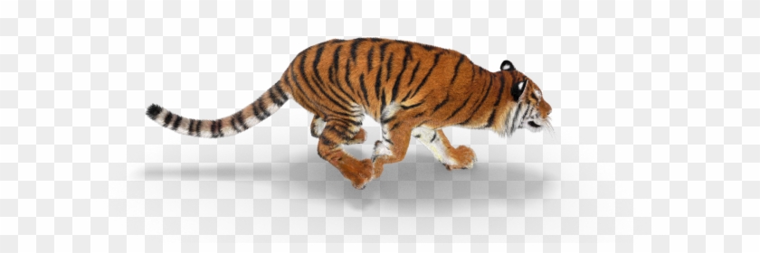 Safari Park Tiger Clipart #1207025