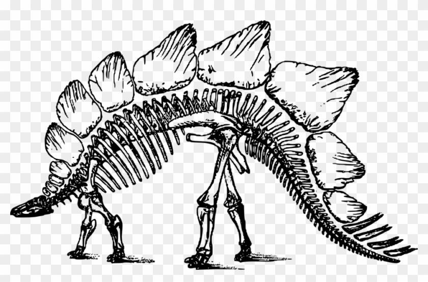 Bone, Dinosaur, Skeleton, Stegosaurus - Stegosaurus Skeleton Clipart #1208447