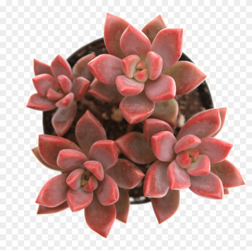 Graptosedum Vera Higgins Succulents - Graptosedum Alpenglow Vera Higgins Clipart #1208679