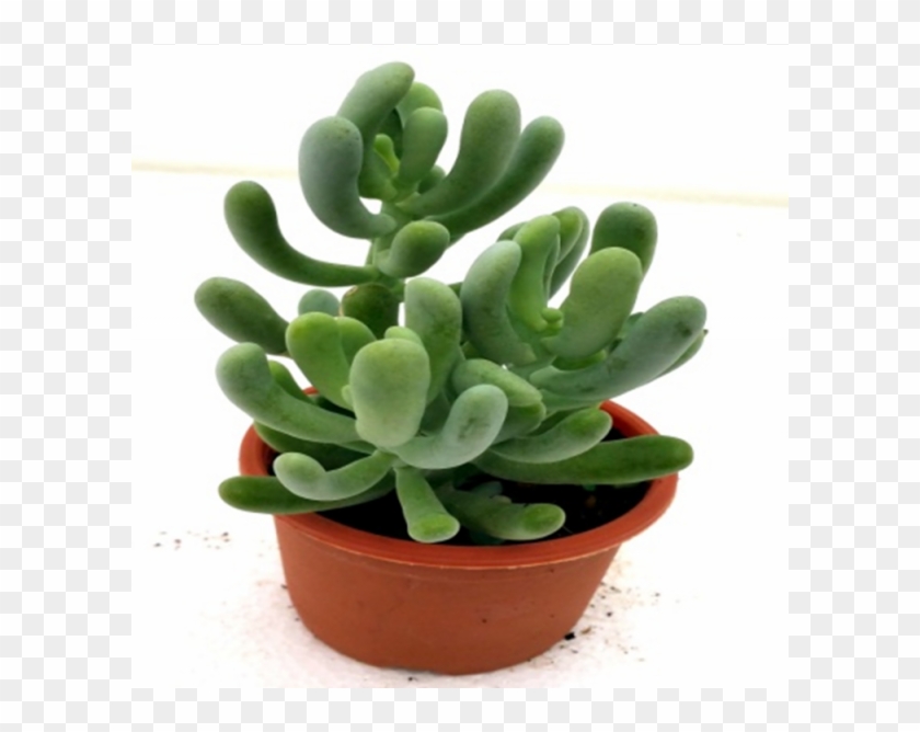 Sedum Allantoides Succulent Plant - Flowerpot Clipart #1208707