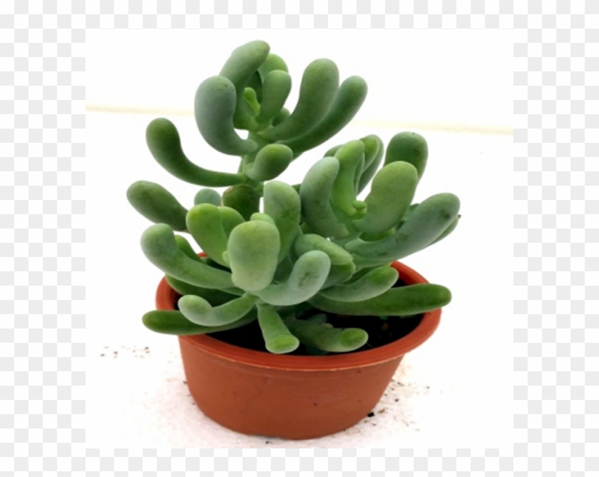 Sedum Allantoides Succulent Plant - Flowerpot Clipart