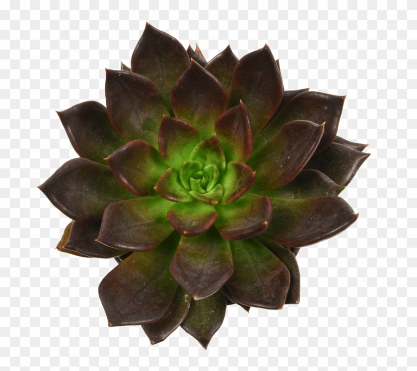 Echeveria Black Prince Plants And Cacti - Succulent Plant Clipart
