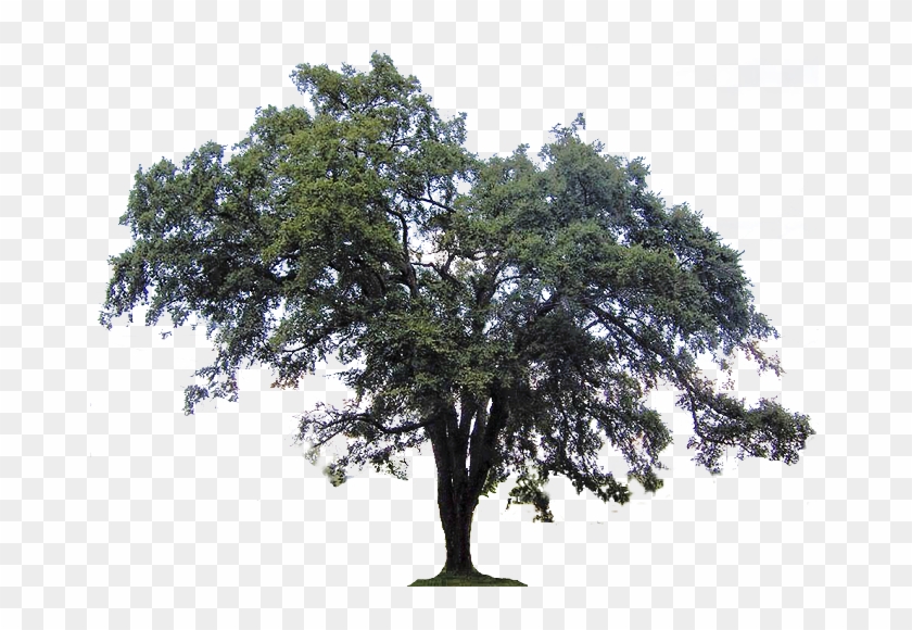 Large Green Tree Png - Elm Like Tree Png Clipart #1208911
