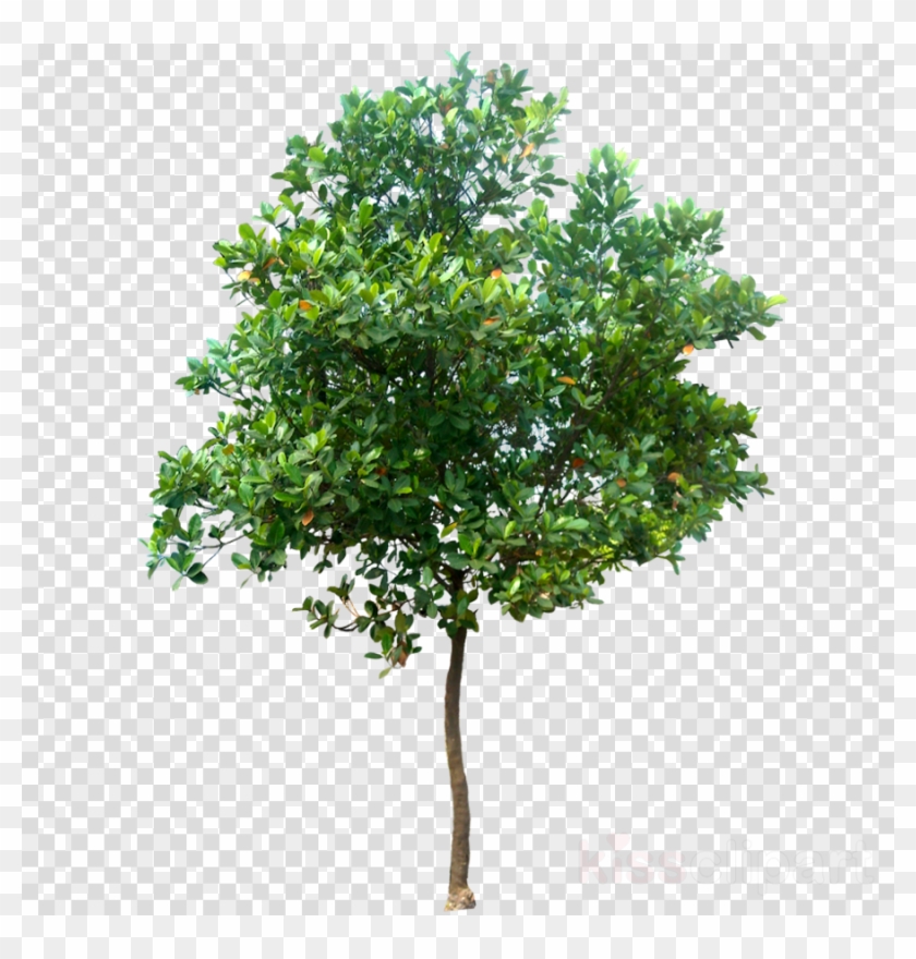 Oak Tree Png , Png Download Clipart #1209036