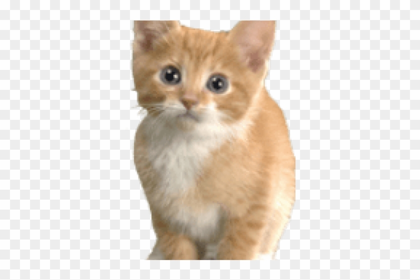 Transparent Image Of Kitten Clipart