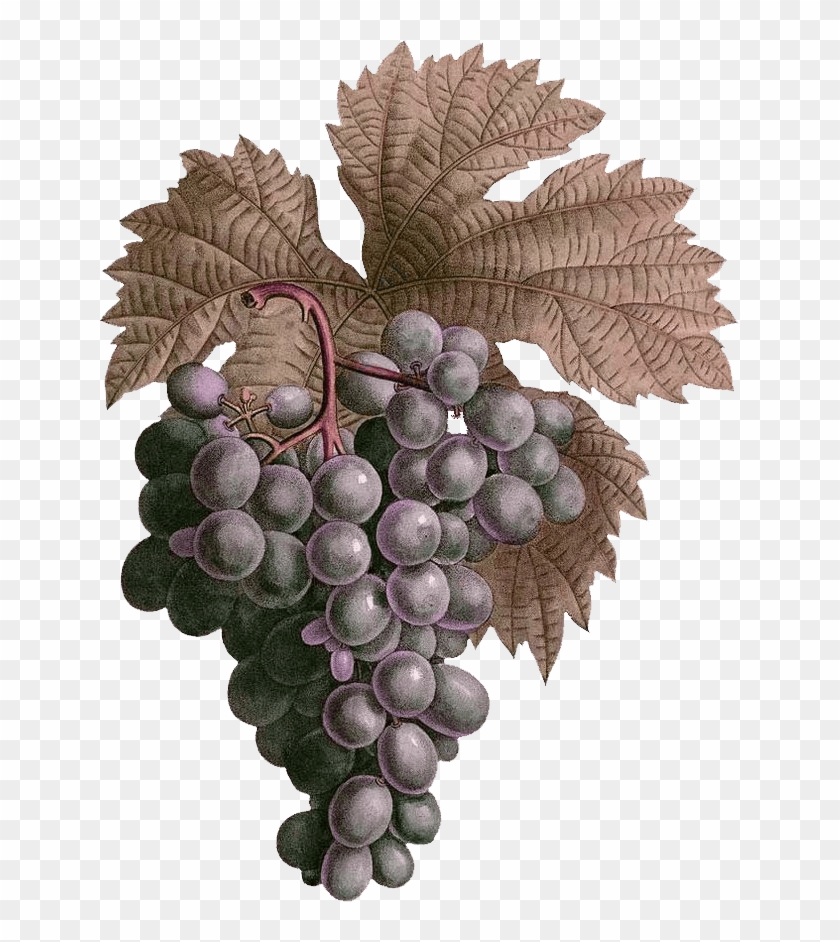 Grapes - Seedless Fruit Clipart