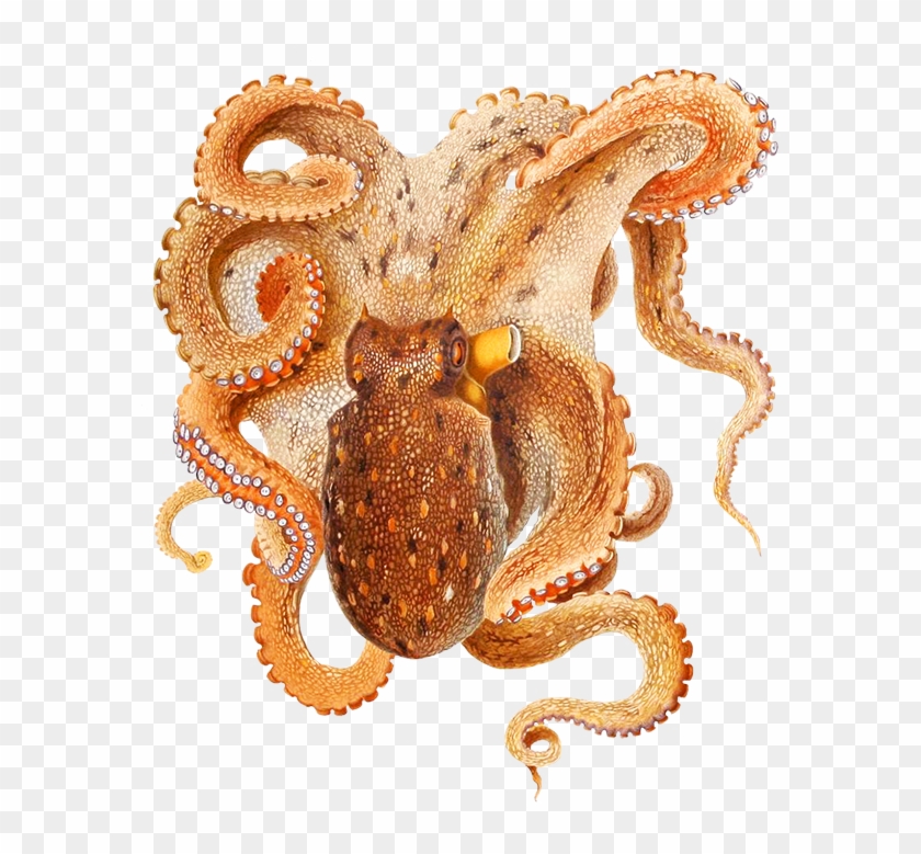 Octopus Png Image - Octopus Clipart #1211118