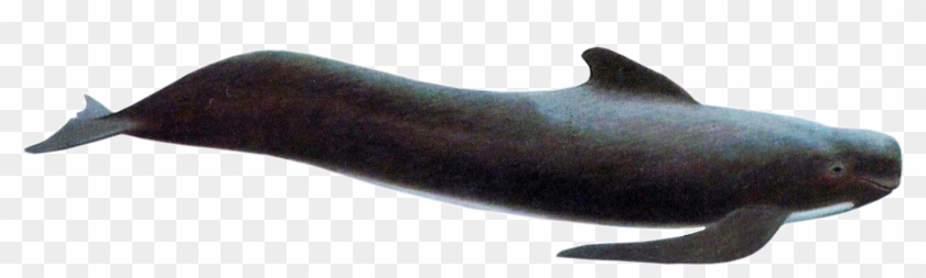 Long Finned Whale Clipart #1211454