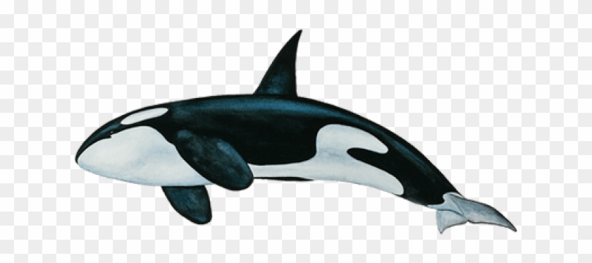 Killer Whale Png Clipart #1211505