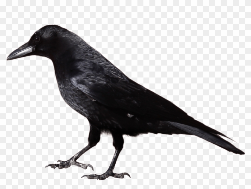 Free Png Download Crow Png Images Background Png Images - Black And White Image Of Crow Clipart