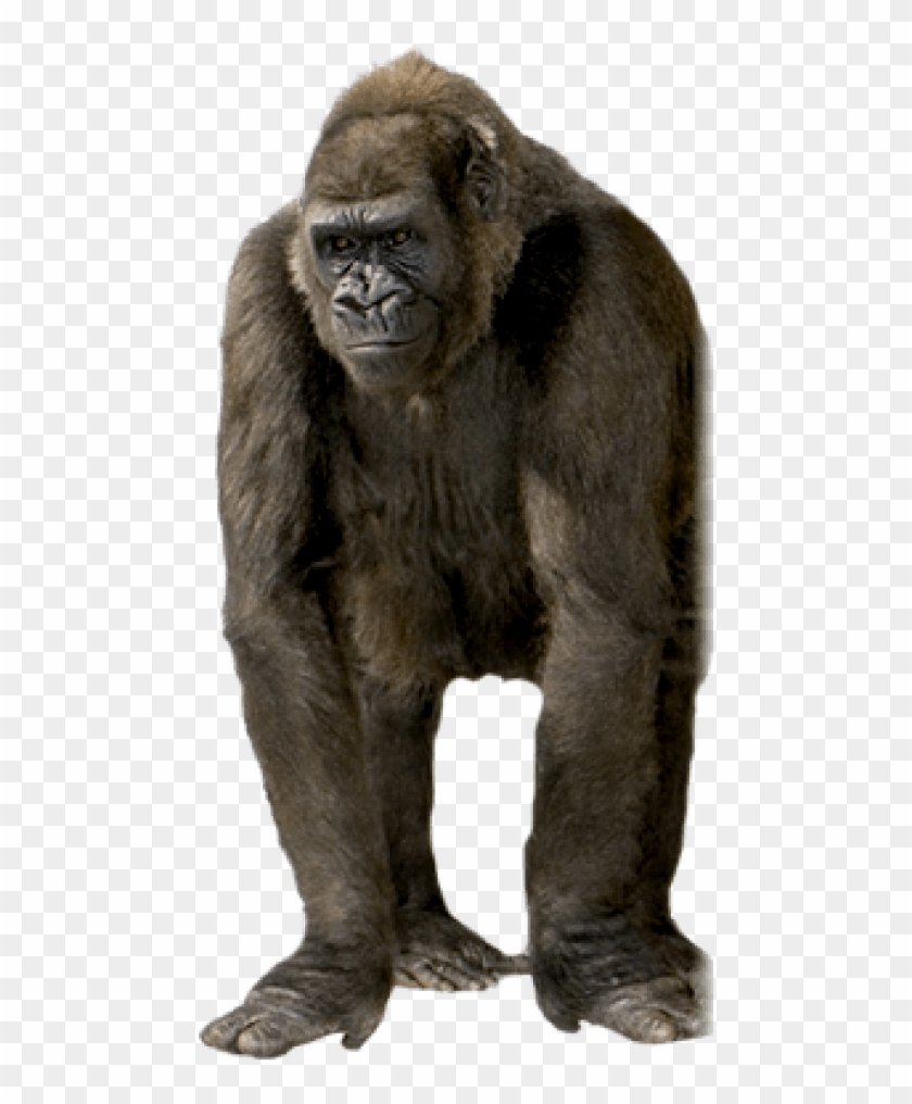Free Png Gorilla Png Images Transparent - Png Gorilla Clipart #1211842