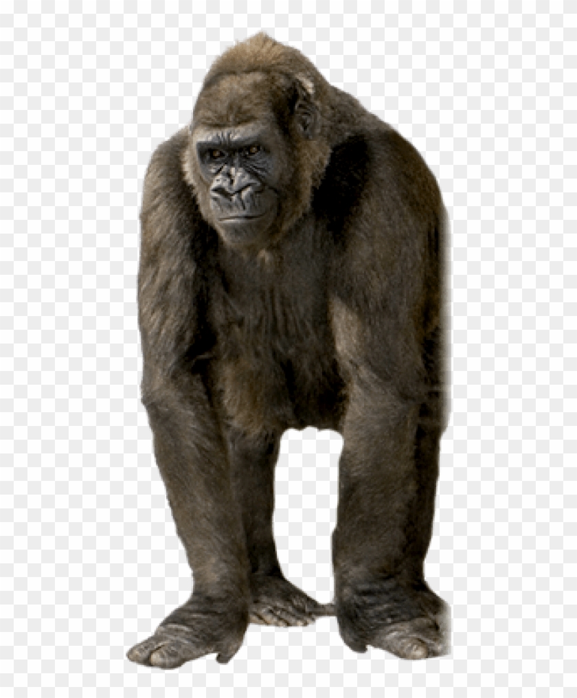 Free Png Gorilla Png Images Transparent - Png Gorilla Clipart