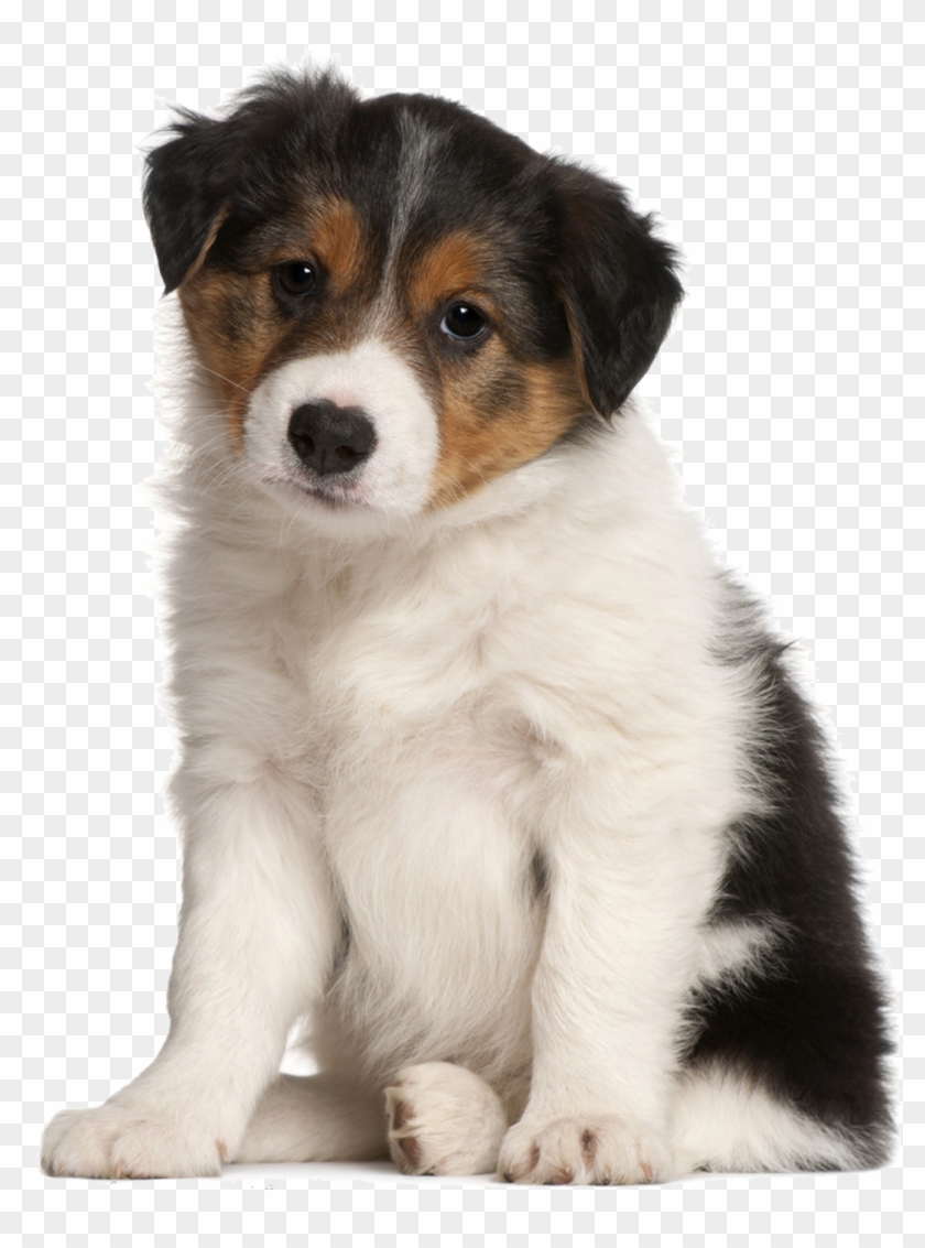 1892 X 1416 9 - Sad Puppy Png Clipart #1211954