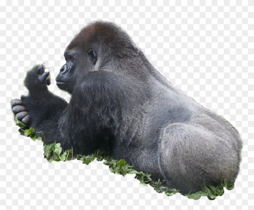 Ape Png - Western Lowland Gorilla Clipart #1212034