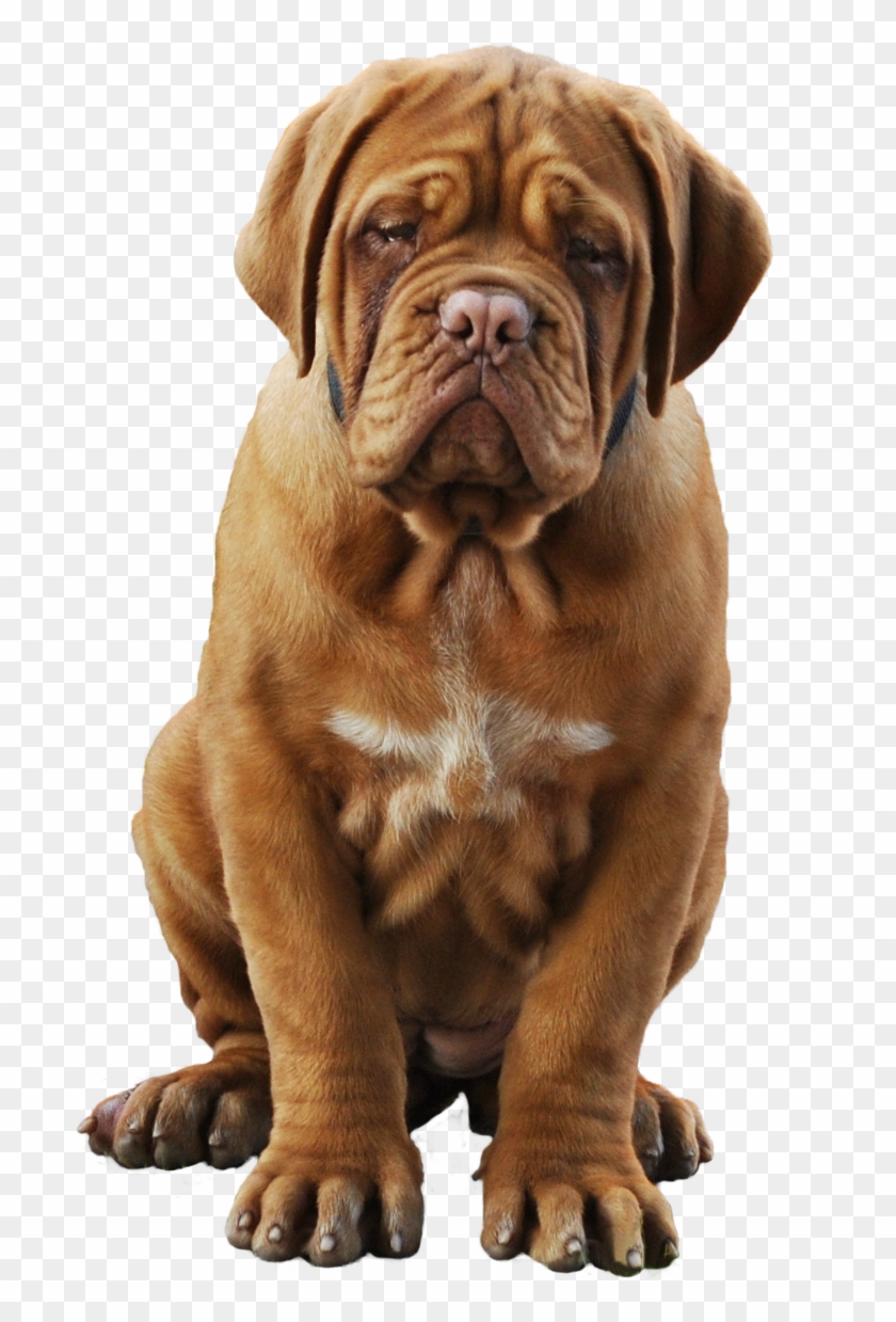 Dogue Del Monticano De Bordeaux Breeding Kennel - Dogue De Bordeaux Transparent Clipart #1212075