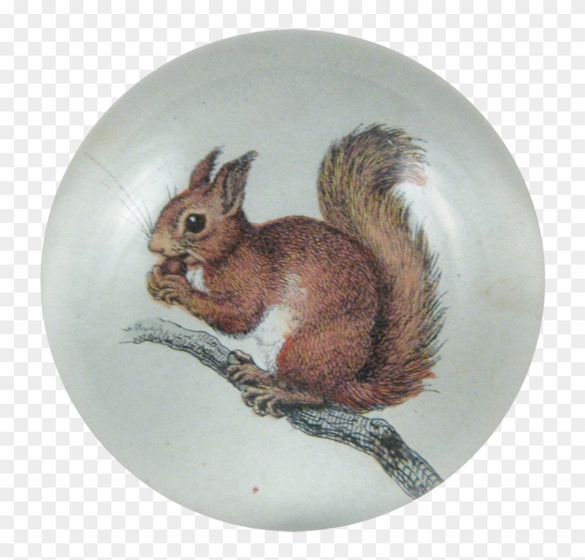 Eurasian Red Squirrel Clipart #1212390
