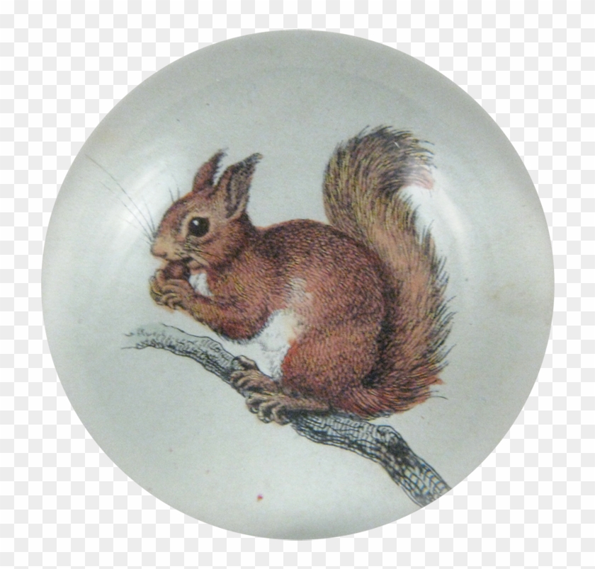 Eurasian Red Squirrel Clipart